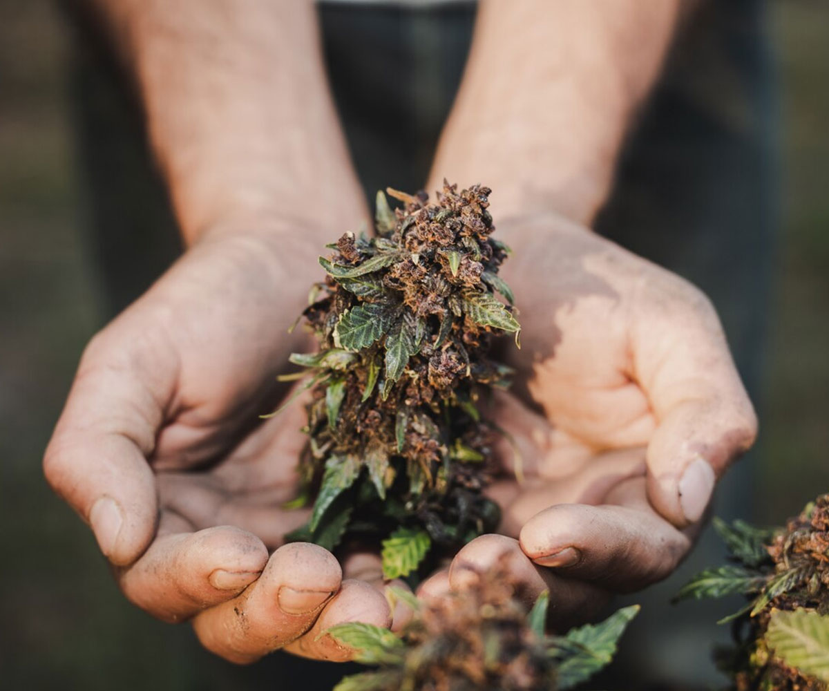 What determines how marijuana affect person?